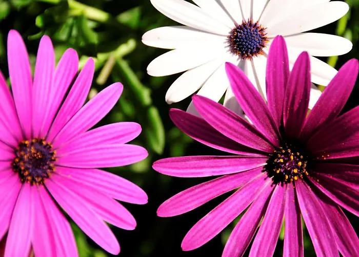 Contemporary 2 Bedrooms Oceanic Escape Private Pool كامينيا